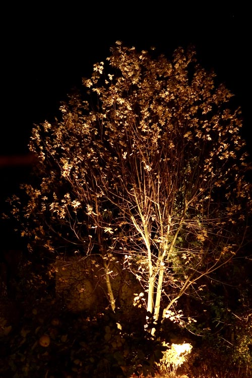 Baum-beleuchtet