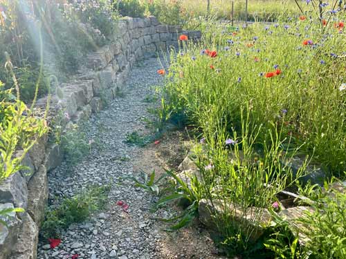 Morgensonne im Naturgarten